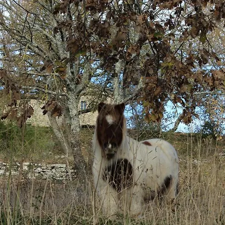 Agriturismo Poggio Ai Legni Alloggio per agriturismo